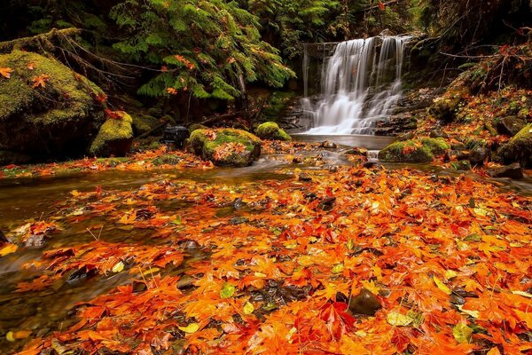 Chute d eau d automne dans la forêt