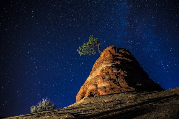 A lonely tree on the rocks