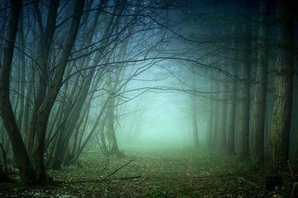 Fog in an empty forest