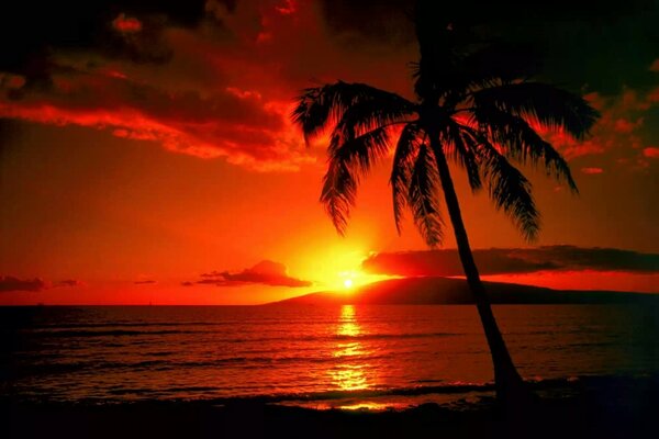 Red sunset in the tropics among palm trees