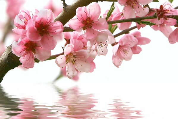 Flores de cerezo sobre el agua