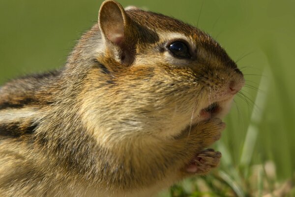 Chipmunk ha visto un animale predatore