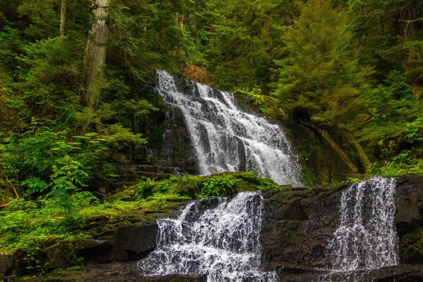 Reiner Wasserfall im Wald Natur