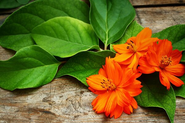 Flores de color naranja y hojas verdes en la superficie de madera