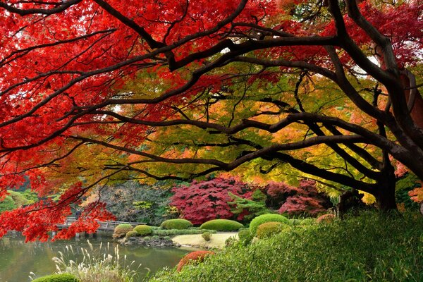 Pintura de un Jardín japonés. Arbolado