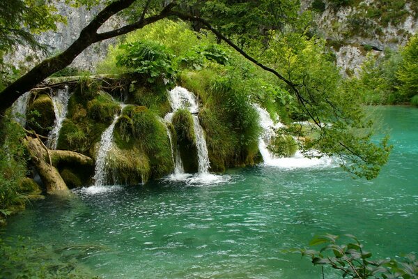 Fiume con piccole cascate e alberi