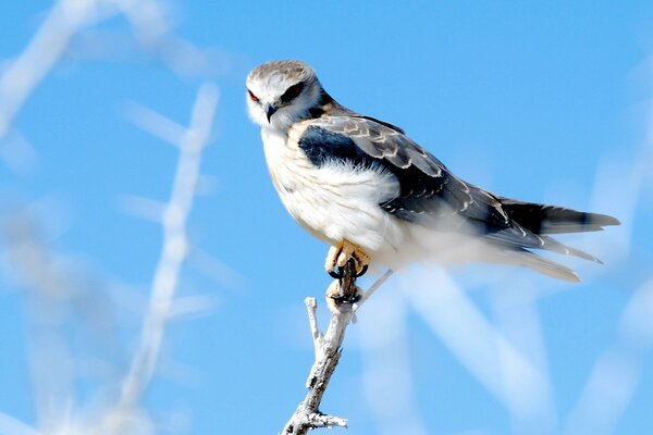 The falcon is sitting on a winter branch