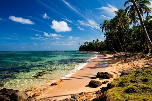 Hermoso verano en una playa tropical con palmeras