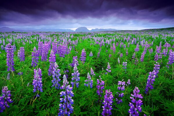 A beautiful field with lupines in the mountains