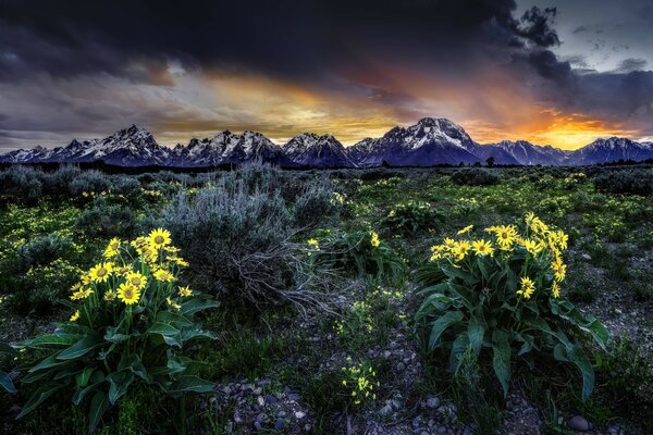 Gloomy sunset and yellow flowers