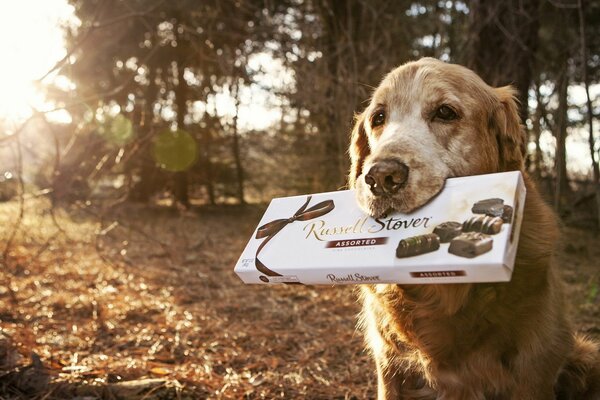 A dog carrying a box of chocolates