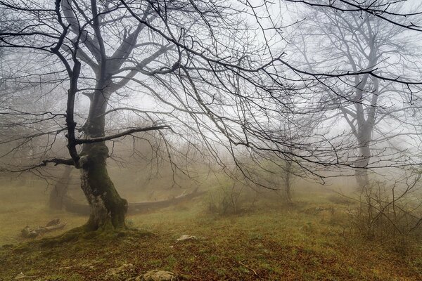 Die natürliche Schönheit kennt keine Grenzen, der Wald , der Nebel, die Stille!!!