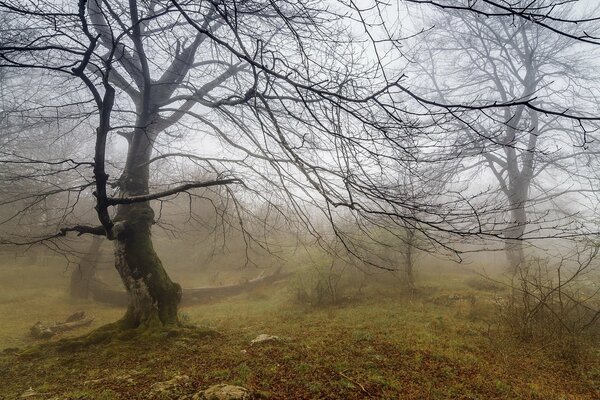 Natural beauty knows no boundaries, forest, fog, silence!!!