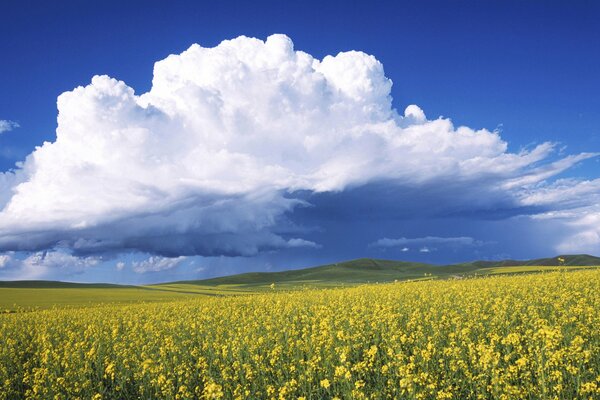 Gelbe Lichtung und blauer Himmel