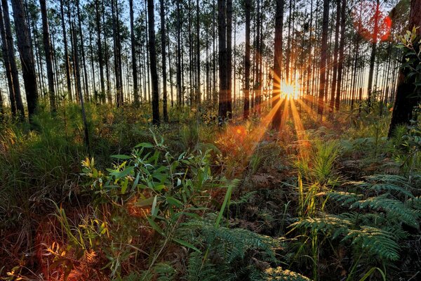 Bosque verde y hierba, a través de los árboles se ve la puesta de sol