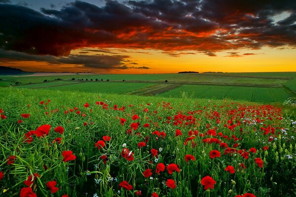 Helle Mohnblumen im Feld vor Sonnenuntergang Hintergrund