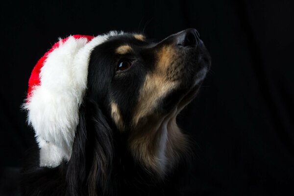 Chien dans le chapeau du père Noël avec un regard sérieux