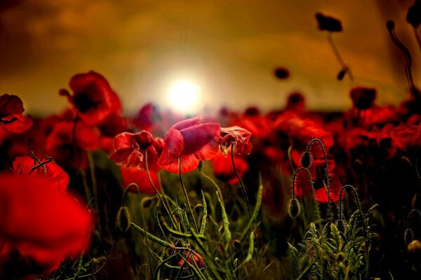 A field of red poppies at sunset