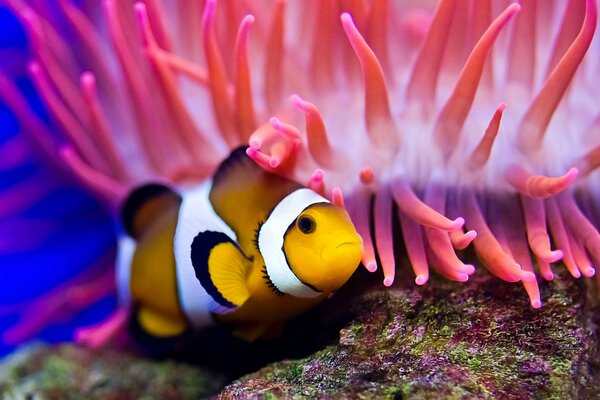 Il pesce pagliaccio nuota tra gli anemoni di mare