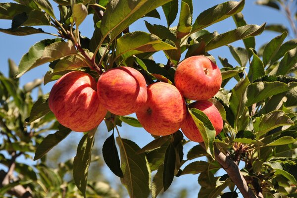 Branche aux pommes en été