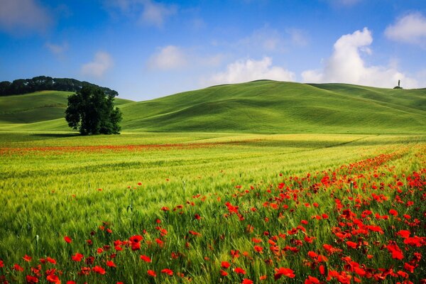 Poppy, red, full of beauty hills. The charm of nature