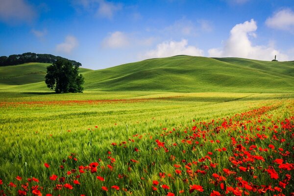 Colinas de amapola, rojas, llenas de belleza. El encanto de la naturaleza