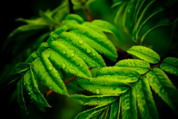 El rocío cae sobre la hoja verde