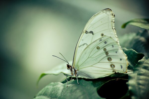 A white butterfly sits on a leaf