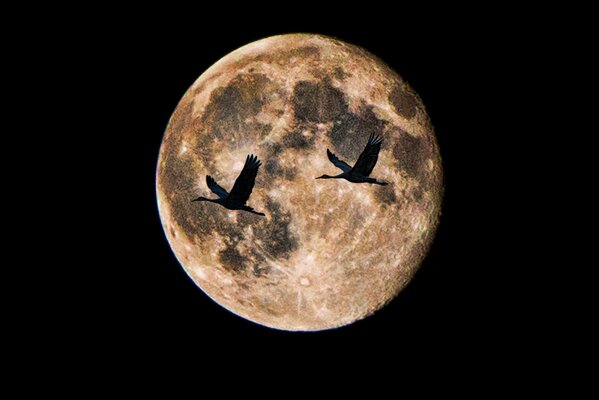 Schöner Vollmond. Fliegende Vögel