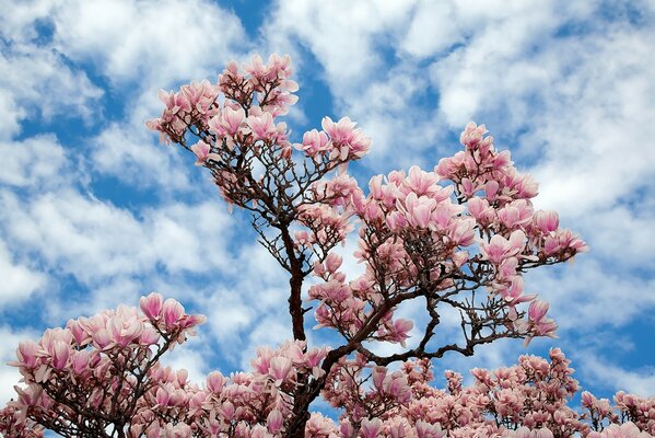 Albero in fiore su uno sfondo di nuvole