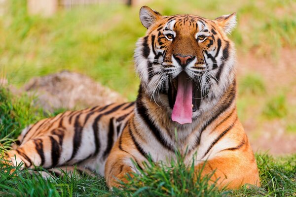 Grand et drôle. Tigre en vacances