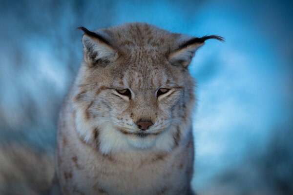 Faccia di lince triste su sfondo blu