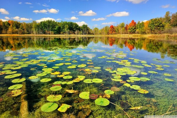 Lago del bosque en un día claro