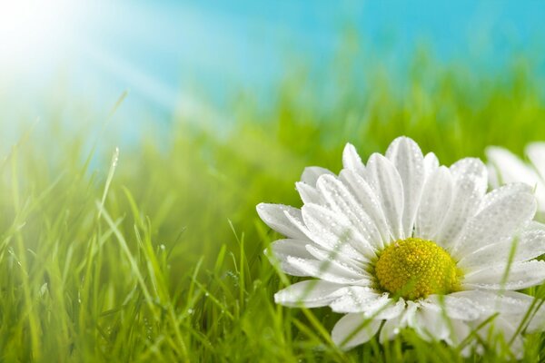 White petals of a chamomile flower, on a background of green grass