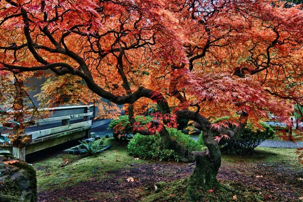 A large mahogany tree in a Japanese garden