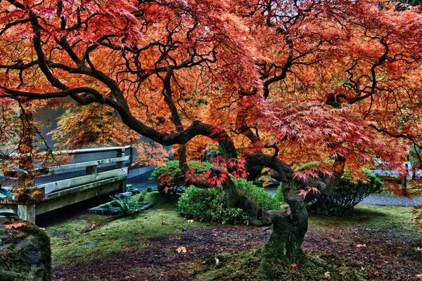 Gran caoba en un Jardín japonés