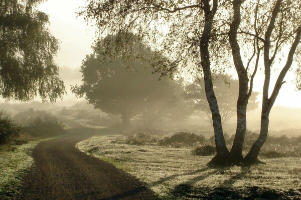 Matin brumeux sur la route parmi les bouleaux