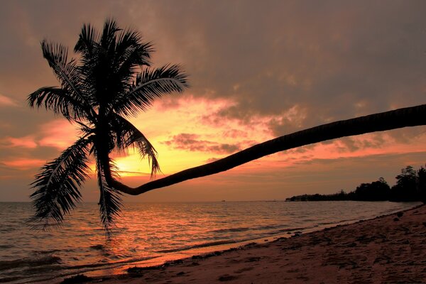 Palm tree on sunset background