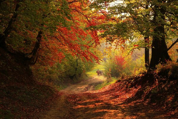 Paysage d automne de la route de la forêt, au loin, on voit un cavalier sur un cheval