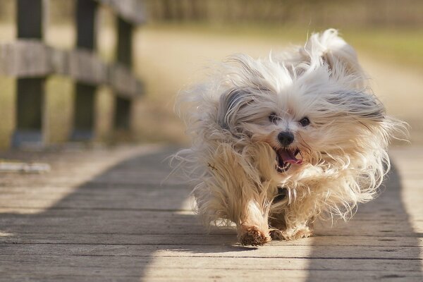 A dog with a cheerful mood runs along the bridge