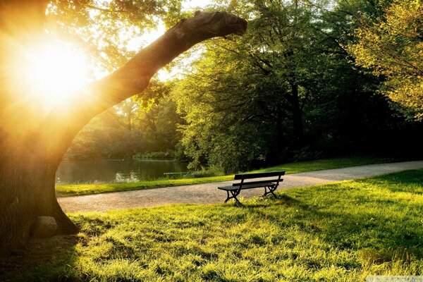 A bench in the park among the green grass