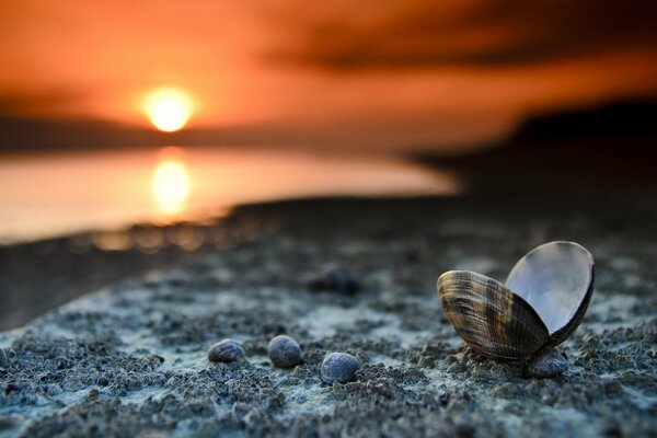 Conchas marinas en la playa en medio de la puesta de sol