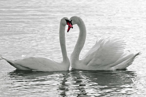 Weiße Schwäne im Teich, Hals mit Herz