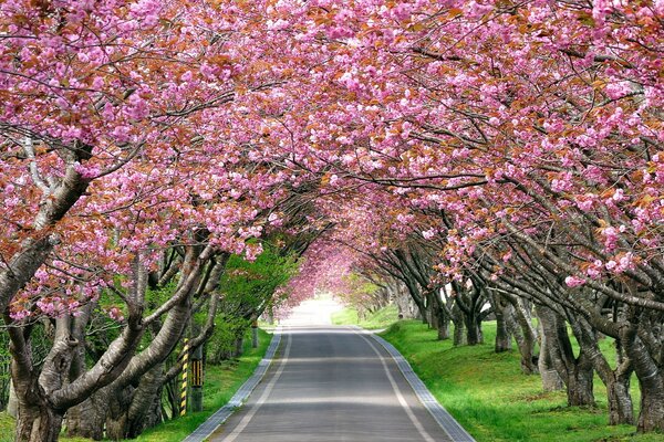 Landscape path with trees