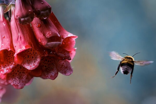 Flor con gotas y abejorro