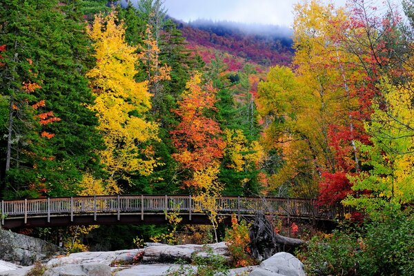 Colorful autumn in the forest