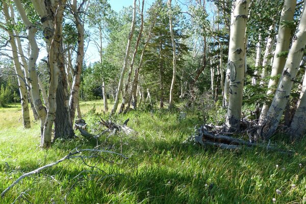 Birches in the green forest