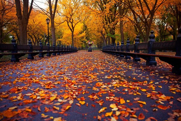 En el parque de otoño, la belleza de la naturaleza