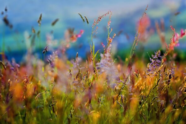 Erba dell estate del prato. Tenerezza dei fiori