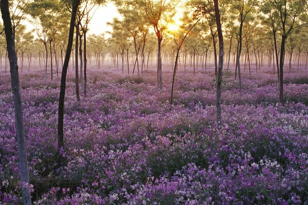 A sea of lilac flowers among thin-stemmed trees at sunset